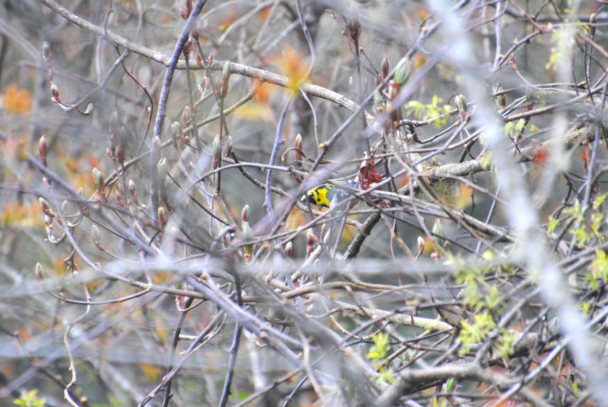 Yellow-cheeked Tit - ML621872671