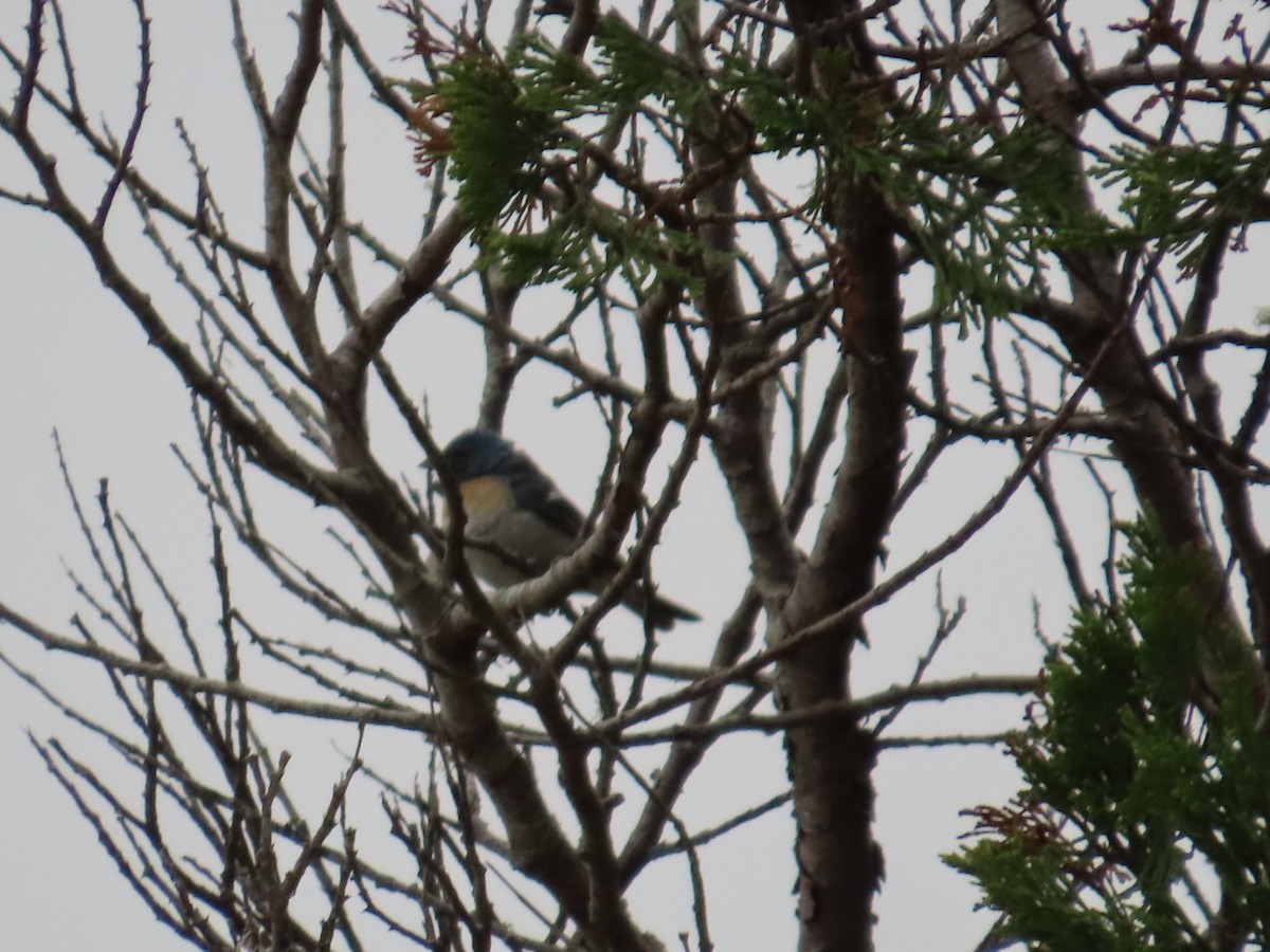 Lazuli Bunting - ML621872678