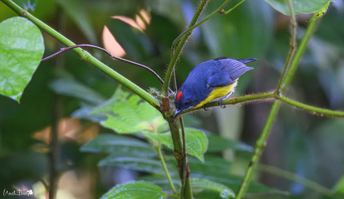 květozob rudoprsý - ML621872687