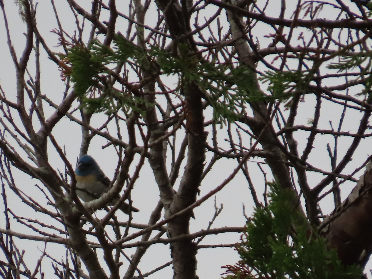 Lazuli Bunting - ML621872689