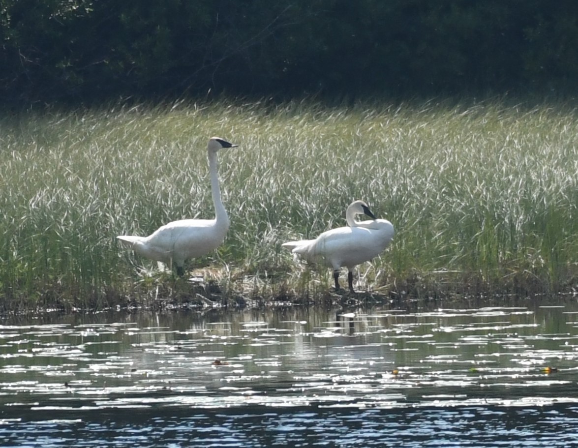 Trumpeter Swan - ML621872704