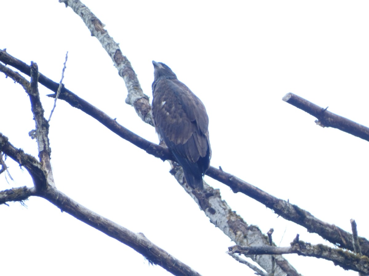 Bald Eagle - ML621872707