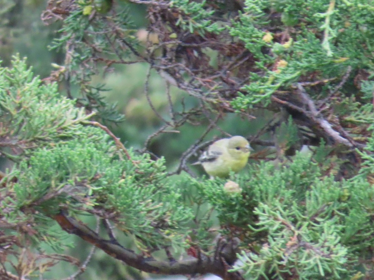 Lesser Goldfinch - ML621872710