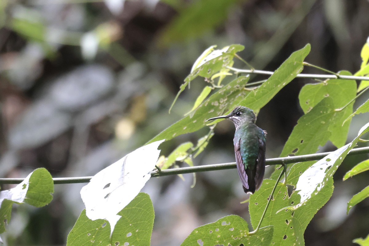 Violet-fronted Brilliant - ML621872737