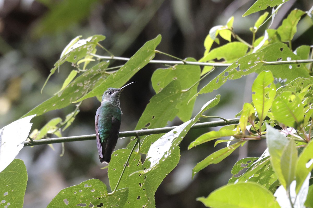 Violet-fronted Brilliant - ML621872738