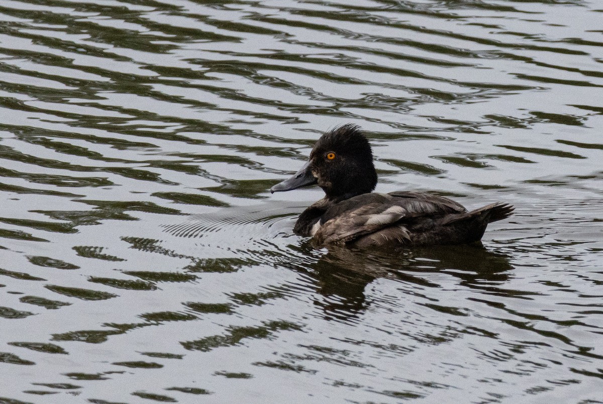 Ring-necked Duck - ML621872745