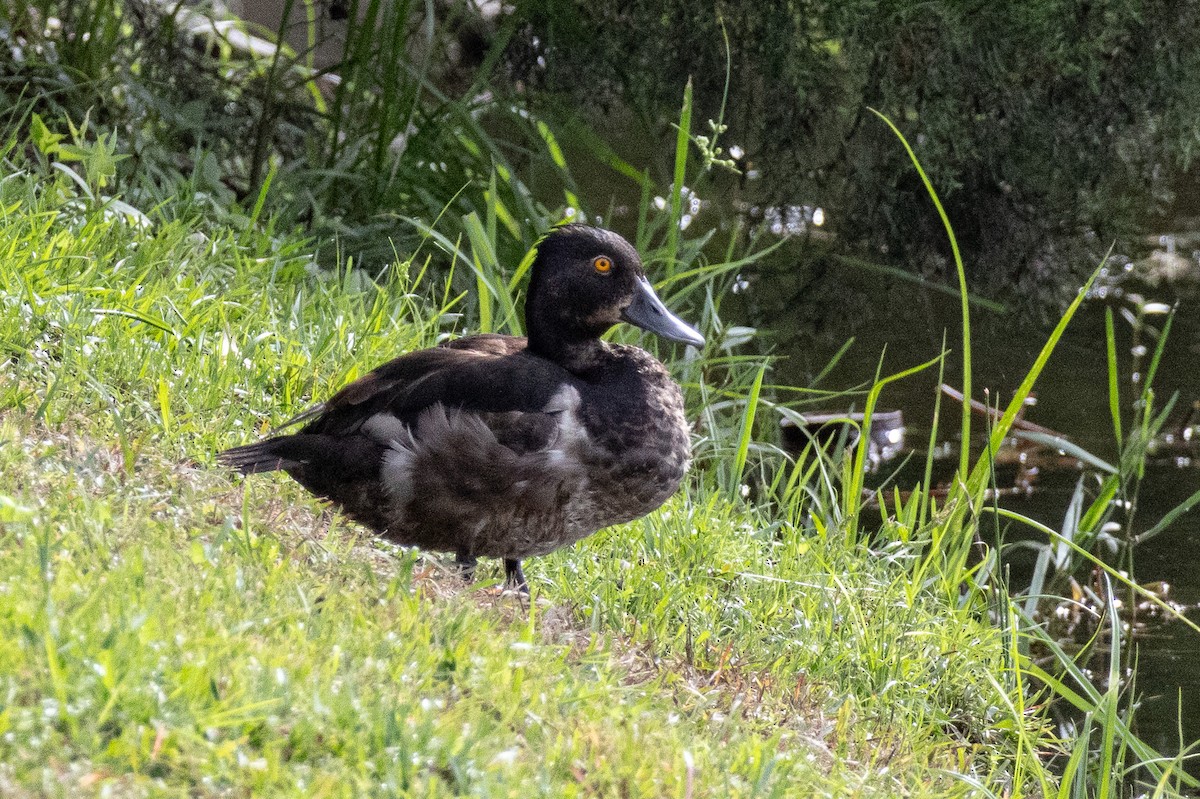 Ring-necked Duck - ML621872746