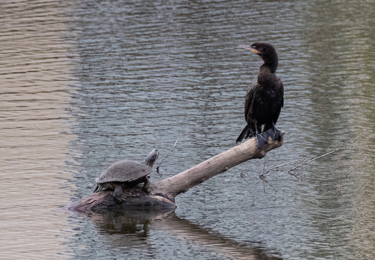 Neotropic Cormorant - Christopher Clark