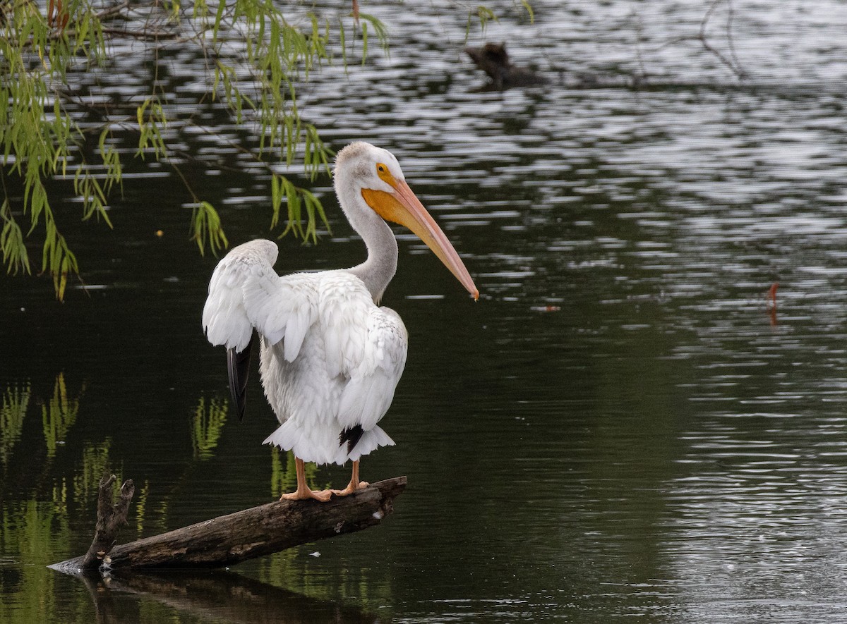 American White Pelican - ML621872763