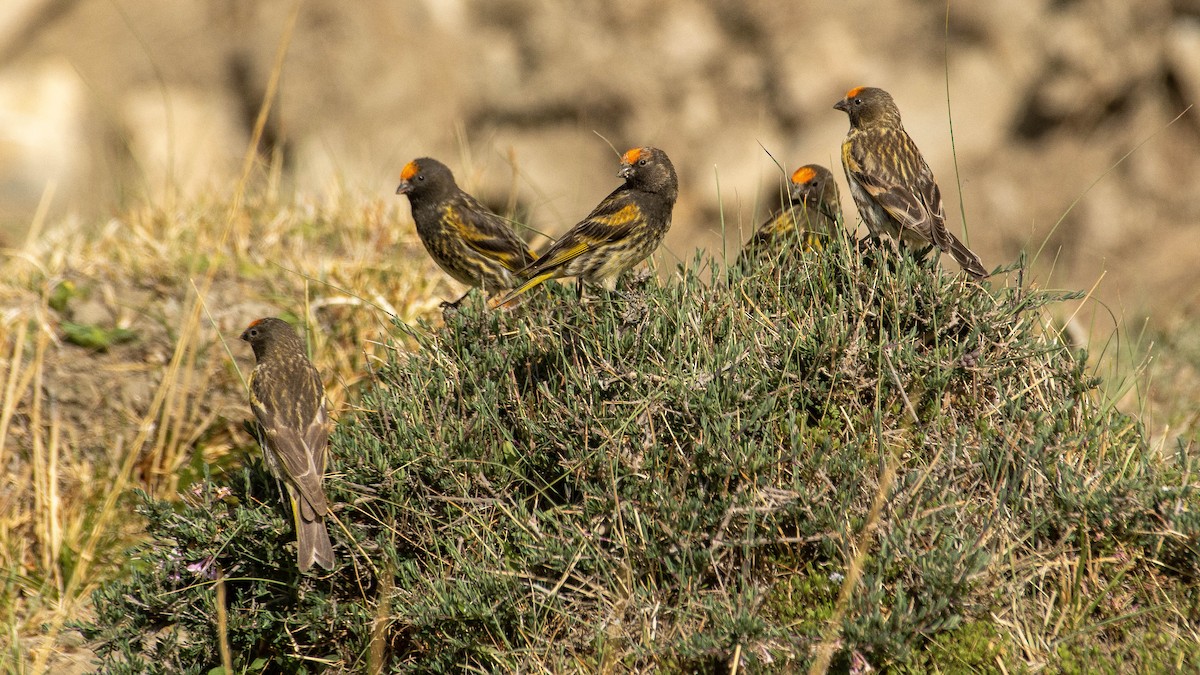 Fire-fronted Serin - ML621872765