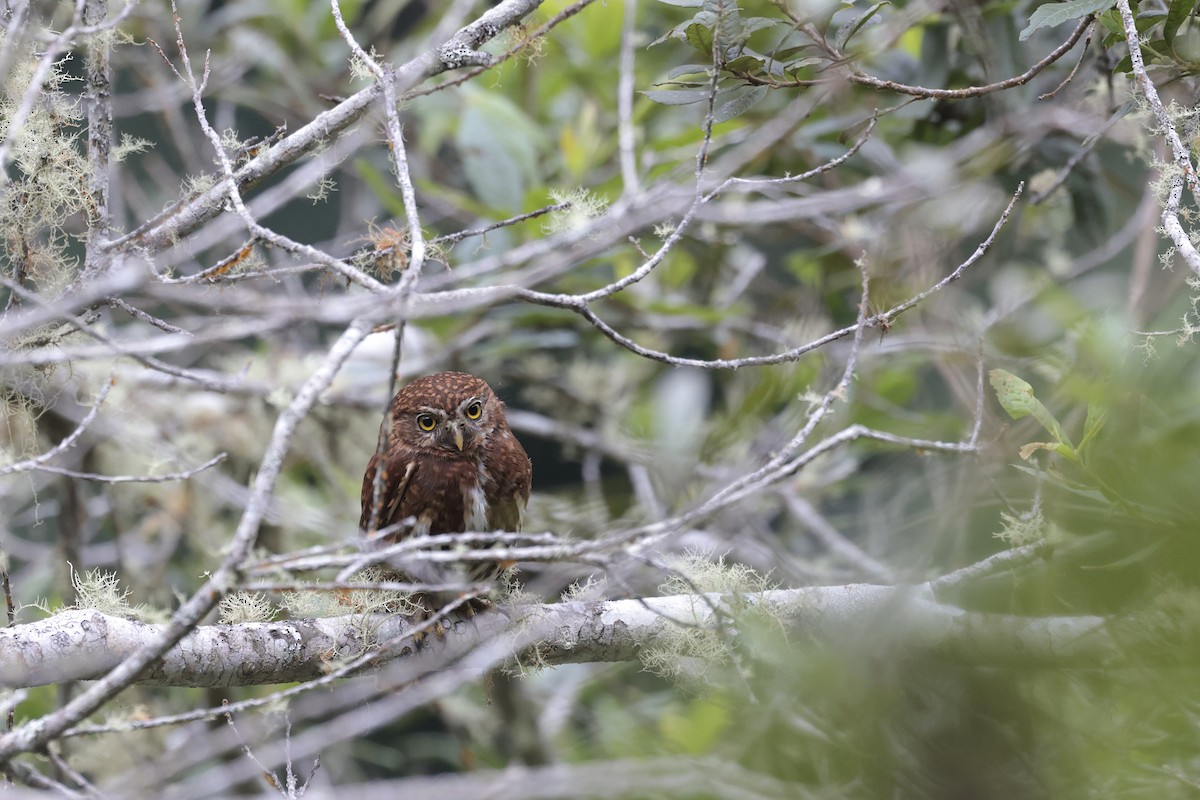 Yungas Pygmy-Owl - ML621872770