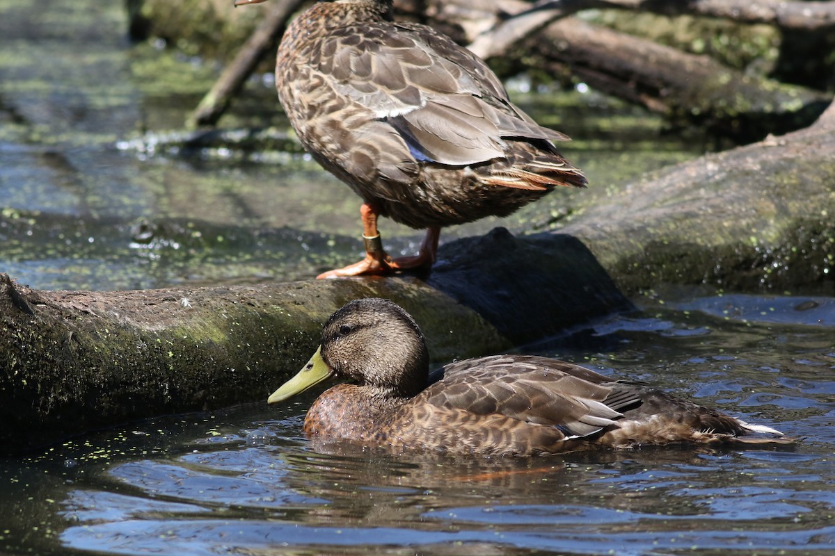 Mallard/American Black Duck - ML621872773