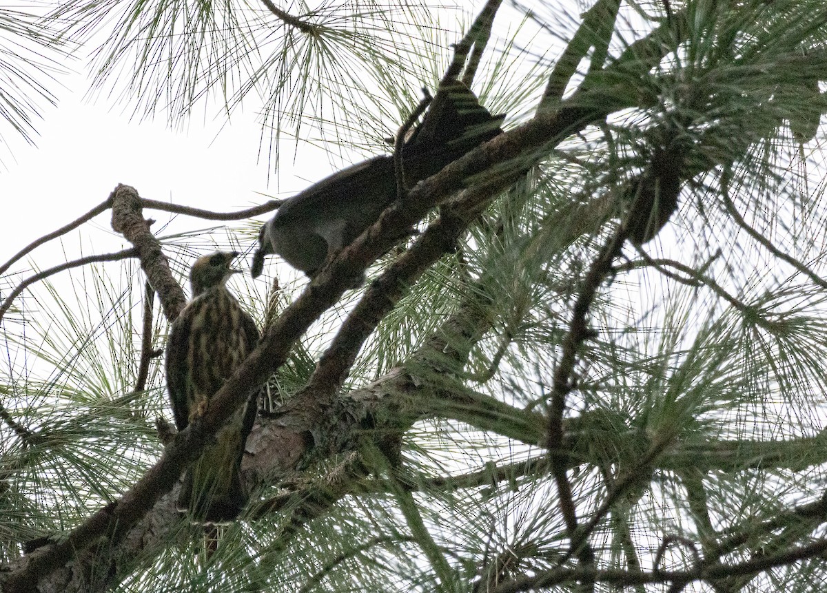 Mississippi Kite - ML621872775