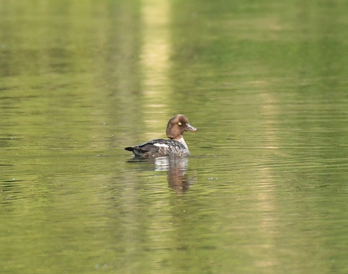 Common/Barrow's Goldeneye - ML621872777