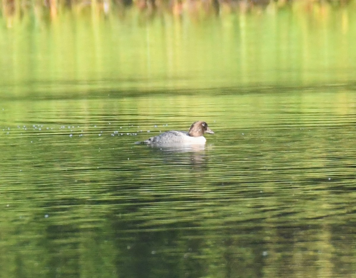 Common/Barrow's Goldeneye - ML621872778