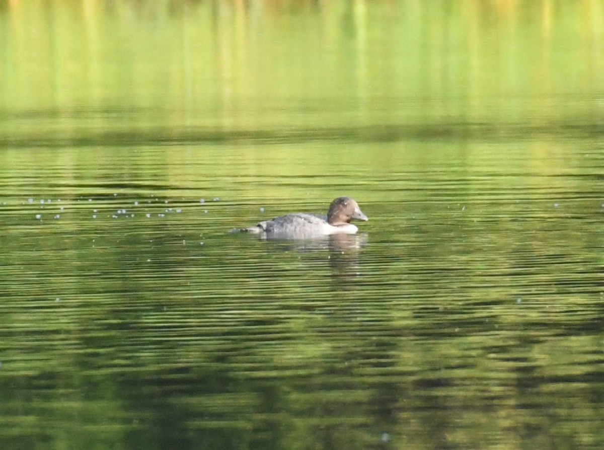 Common/Barrow's Goldeneye - ML621872779