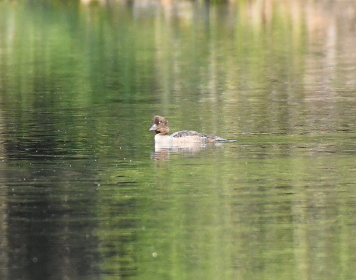 Common/Barrow's Goldeneye - ML621872780