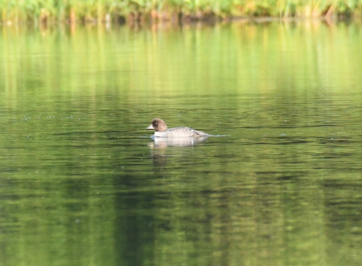 Common/Barrow's Goldeneye - ML621872781