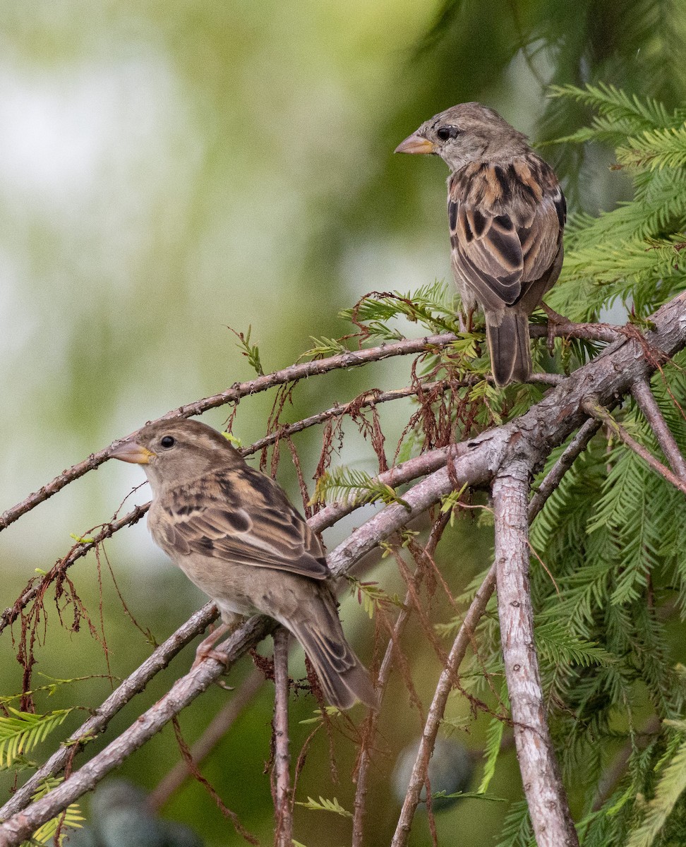 House Sparrow - ML621872794