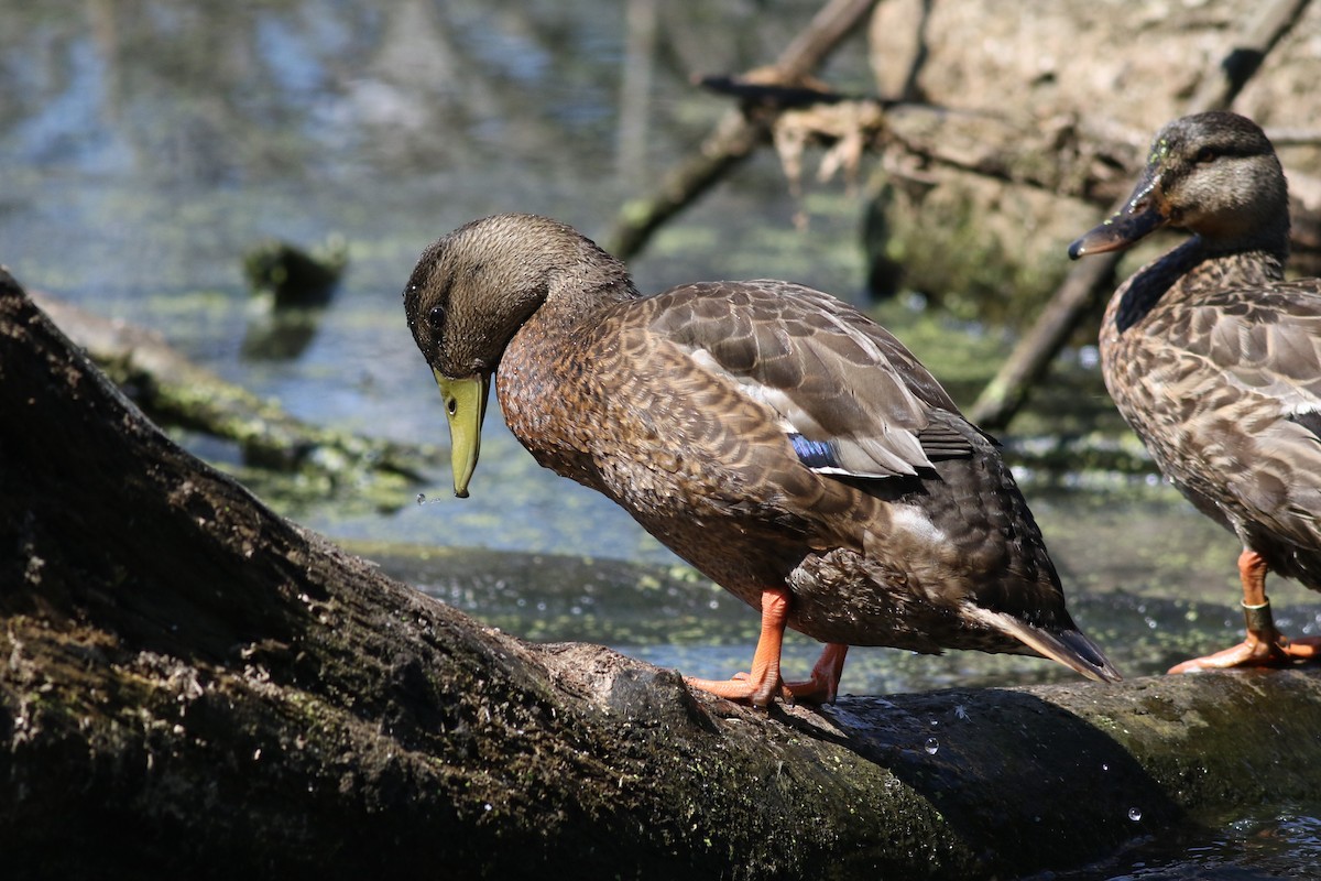 Mallard/American Black Duck - ML621872801