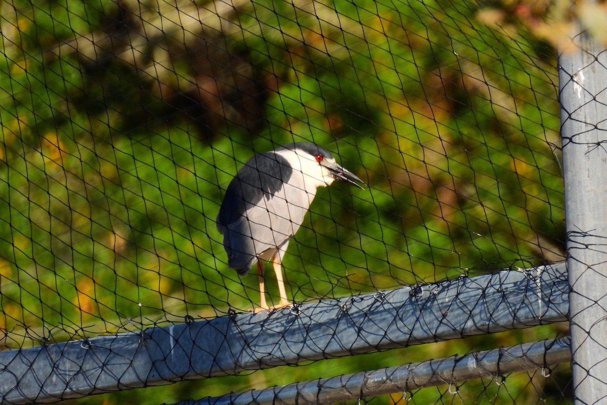 Black-crowned Night Heron - ML621872802