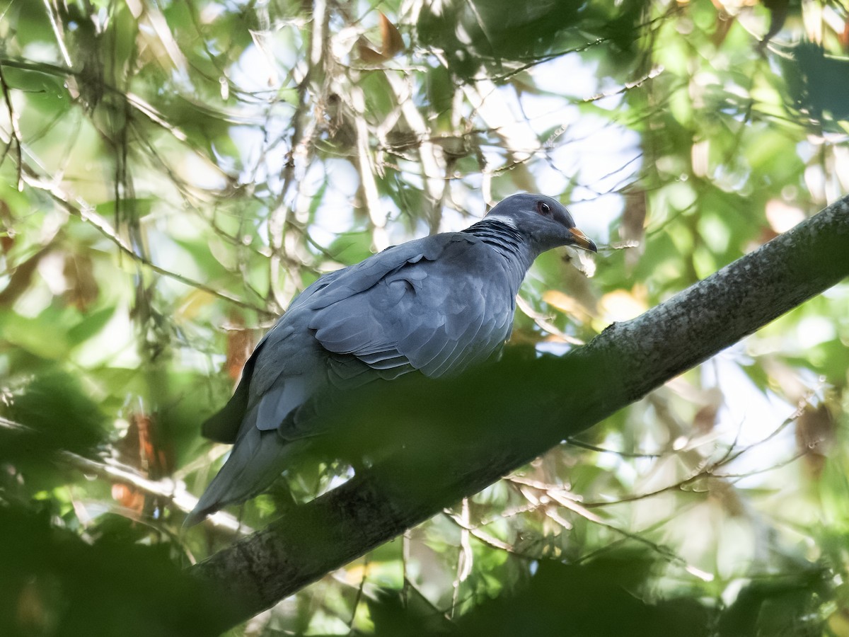 Band-tailed Pigeon - ML621872805