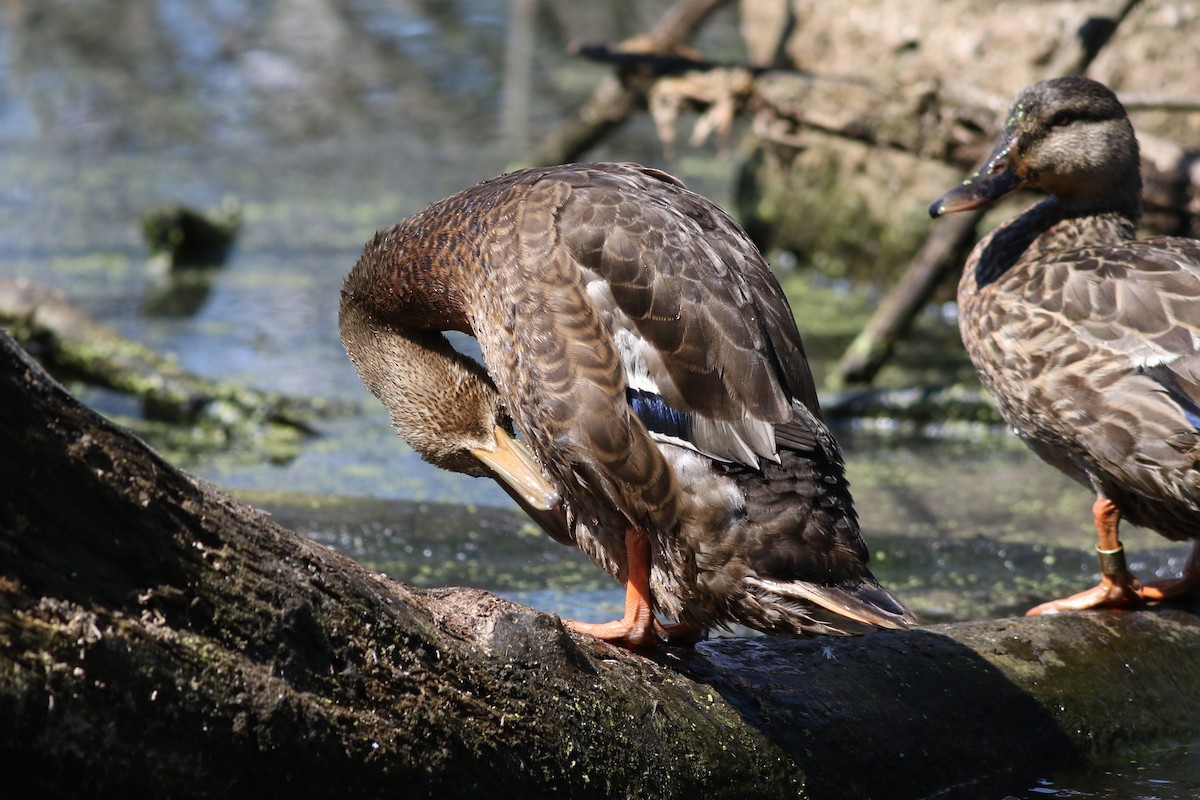 Mallard/American Black Duck - ML621872807