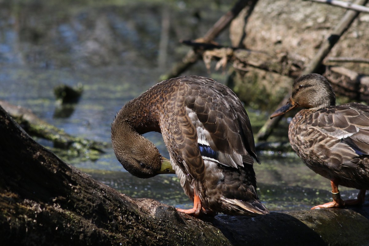 Mallard/American Black Duck - ML621872812