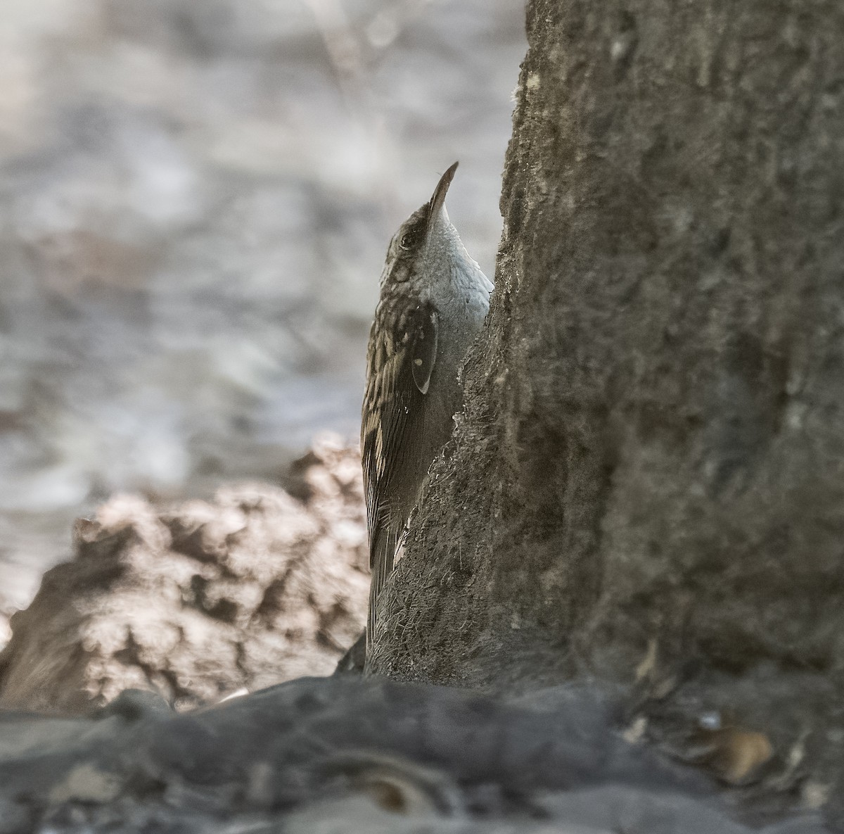 Brown Creeper - Deanne Tucker