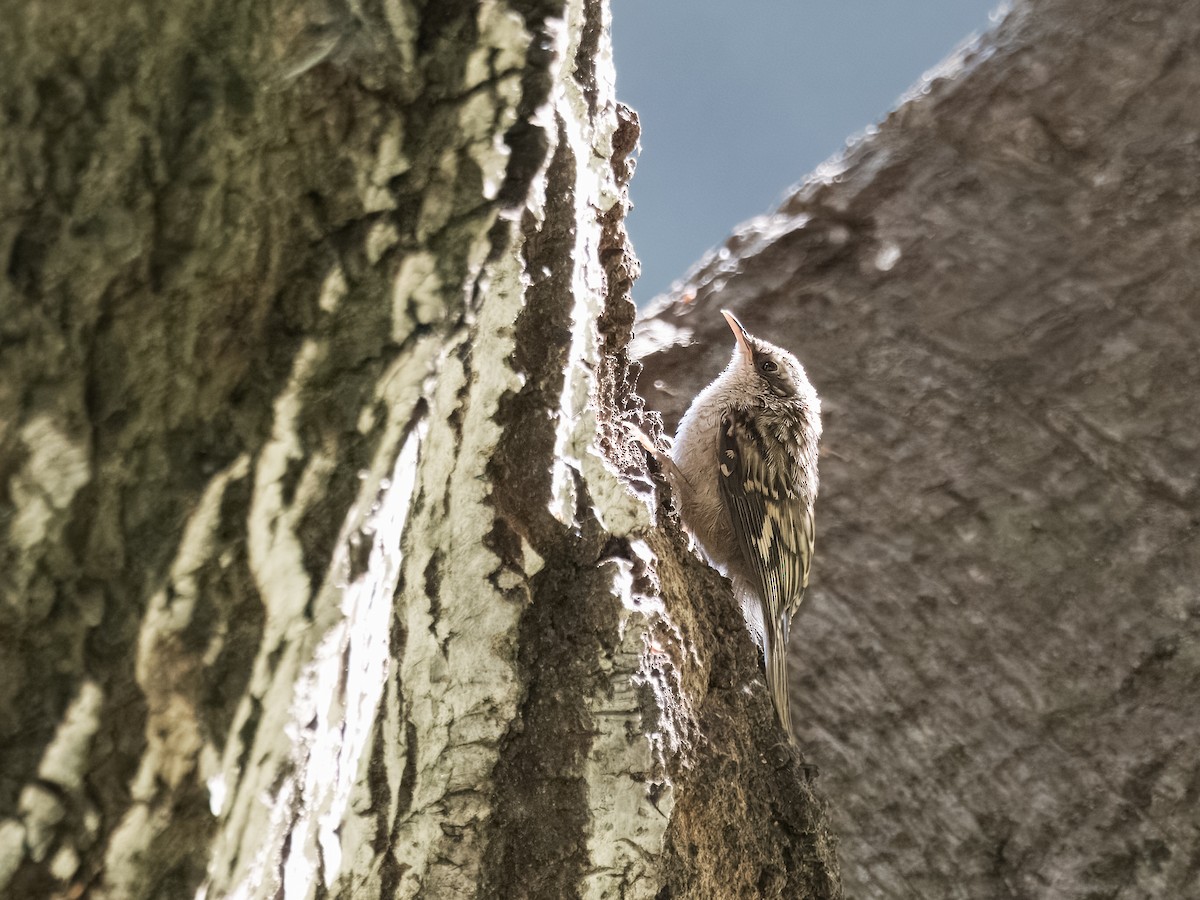 Brown Creeper - ML621872814