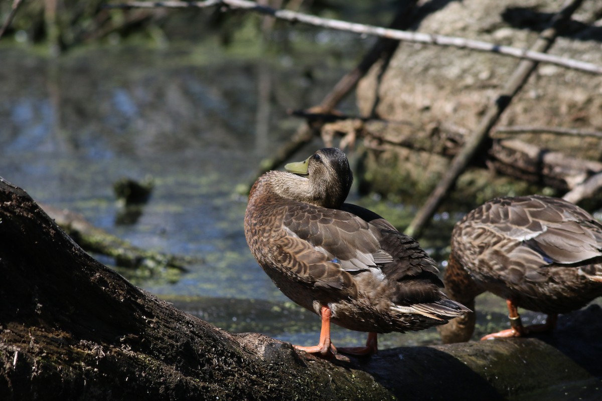 Mallard/American Black Duck - ML621872815