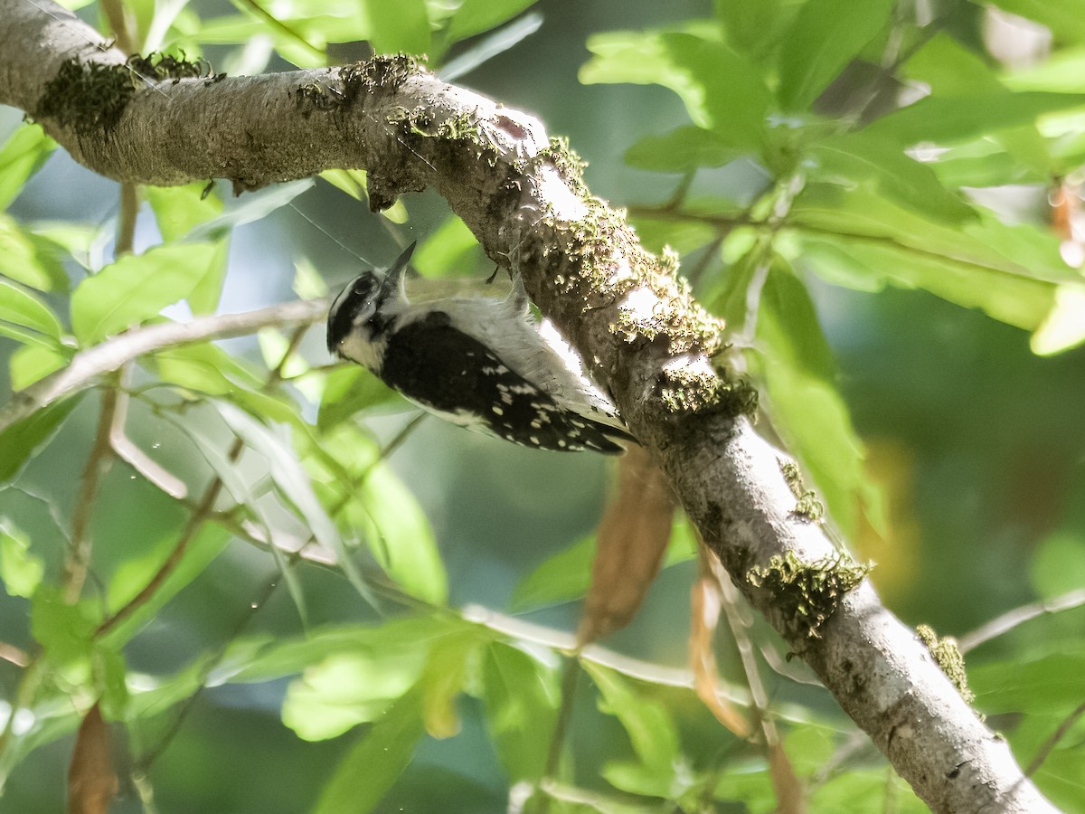 Hairy Woodpecker - ML621872818