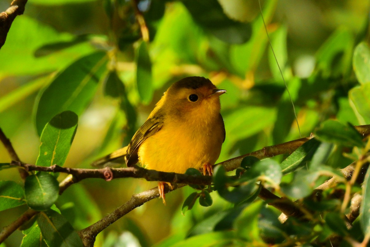 Wilson's Warbler - ML621872820