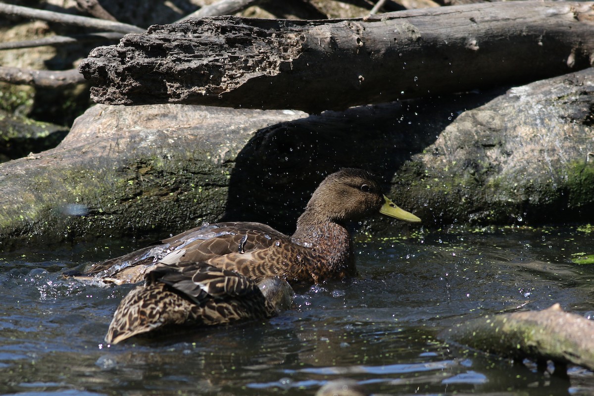 Mallard/American Black Duck - ML621872823