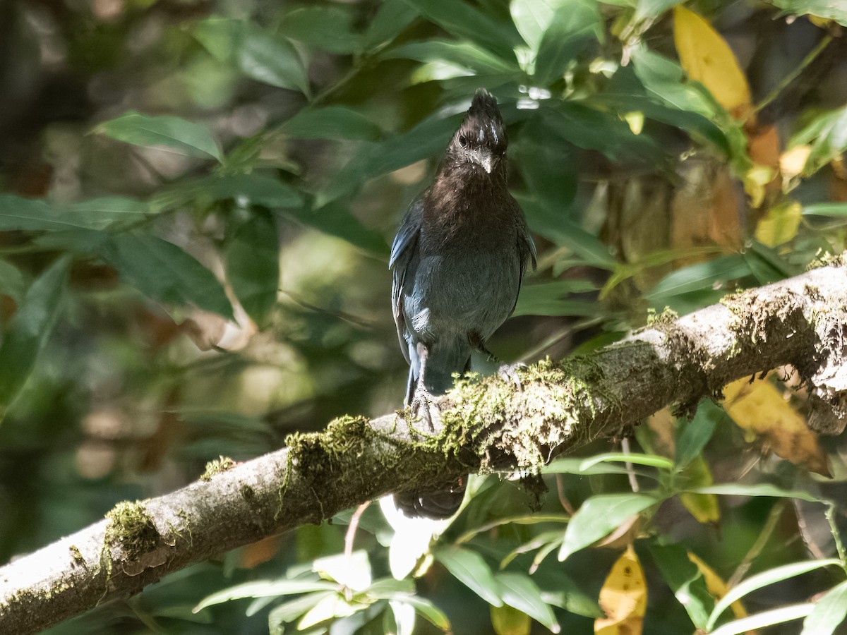 Steller's Jay - Deanne Tucker