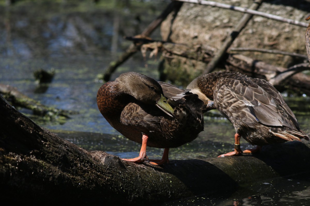 Mallard/American Black Duck - ML621872839