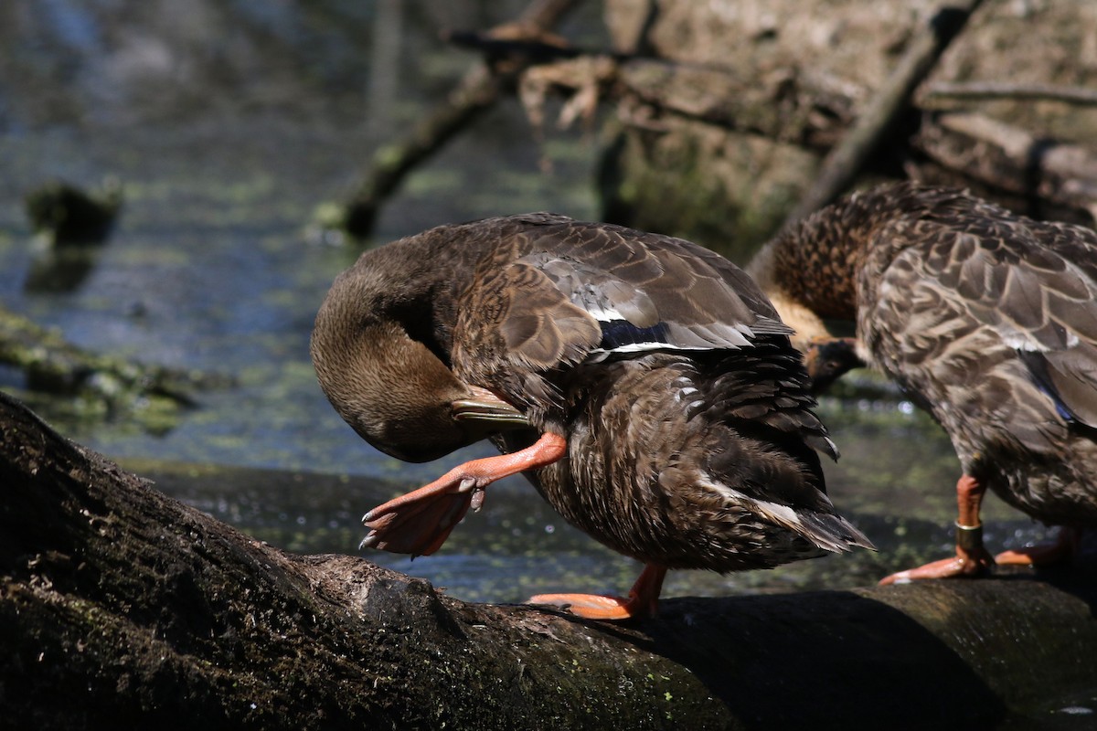 Mallard/American Black Duck - ML621872848