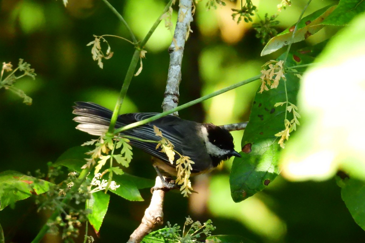 Black-capped Chickadee - ML621872849