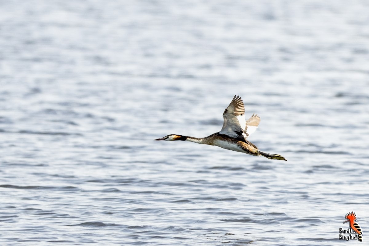 Great Crested Grebe - ML621872868