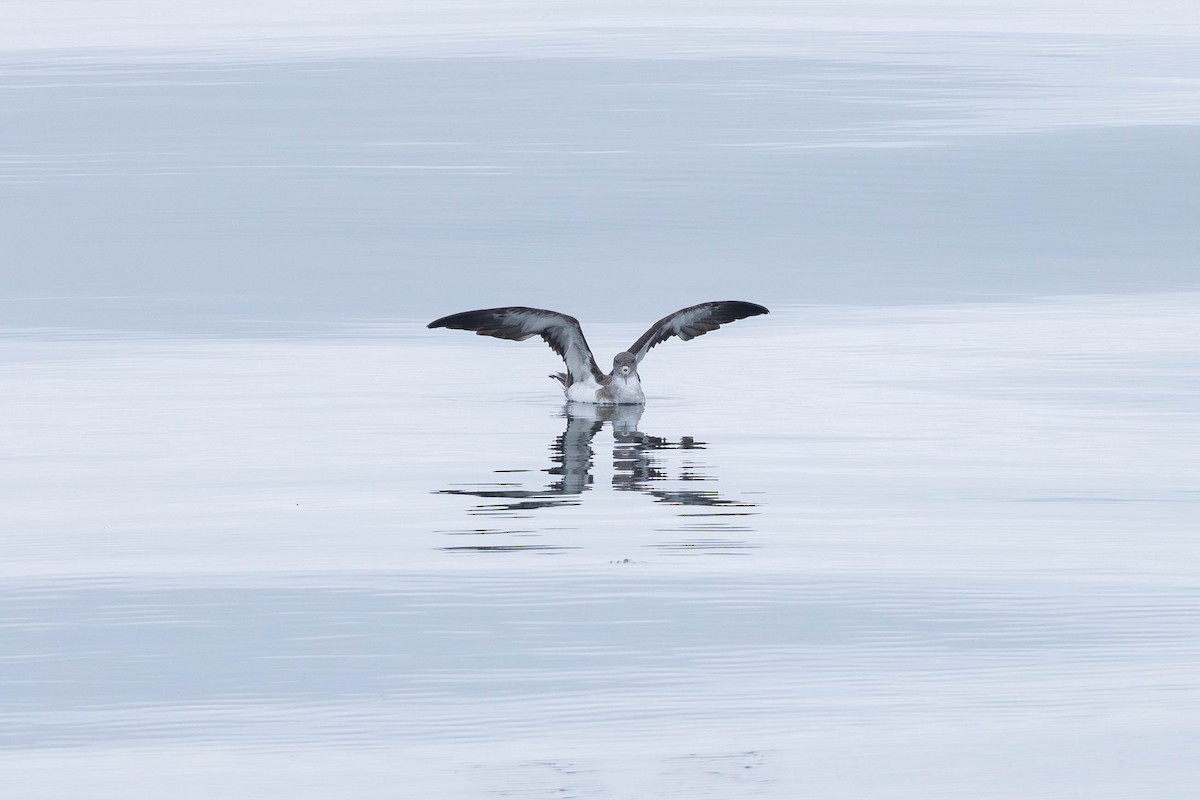 Cory's Shearwater (borealis) - ML621872876