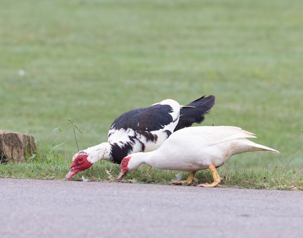 Muscovy Duck (Domestic type) - ML621872881