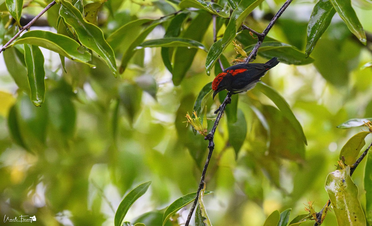 květozob červenohřbetý - ML621872926