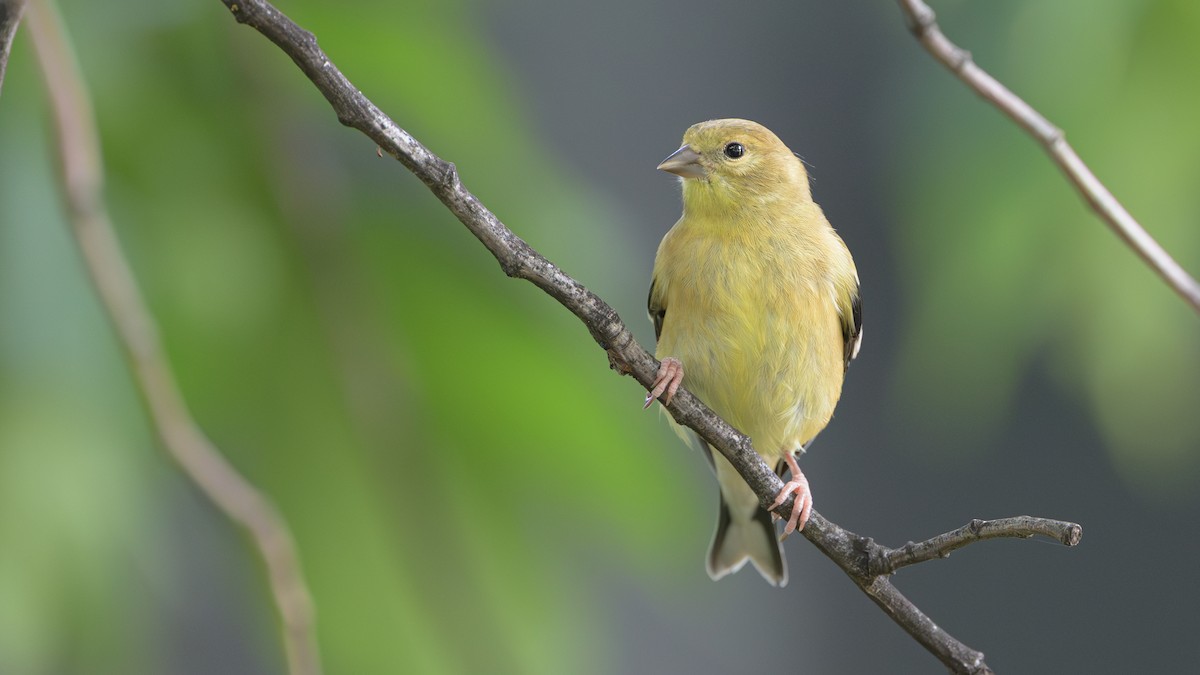 Chardonneret jaune - ML621872960