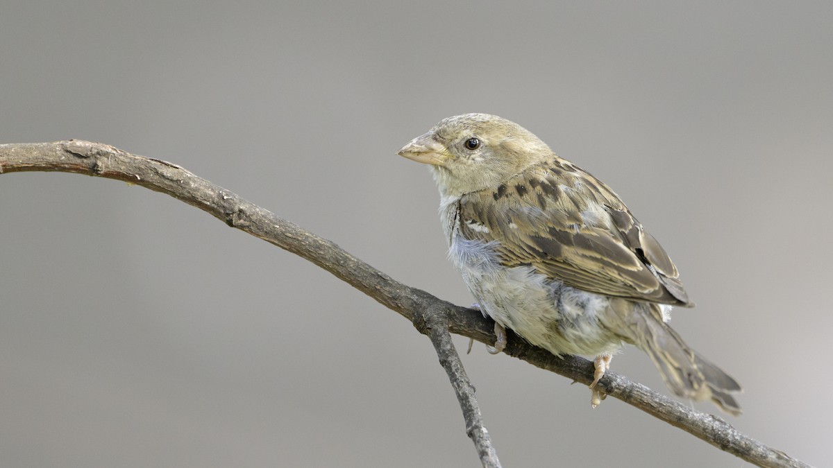 House Sparrow - ML621872964