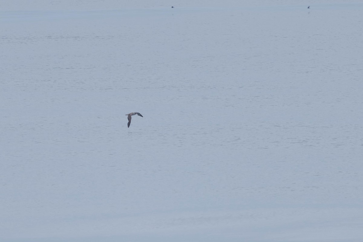 Cory's Shearwater (borealis) - ML621872966