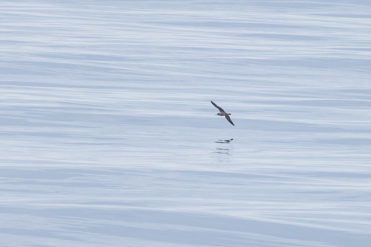 Cory's Shearwater (borealis) - ML621872967