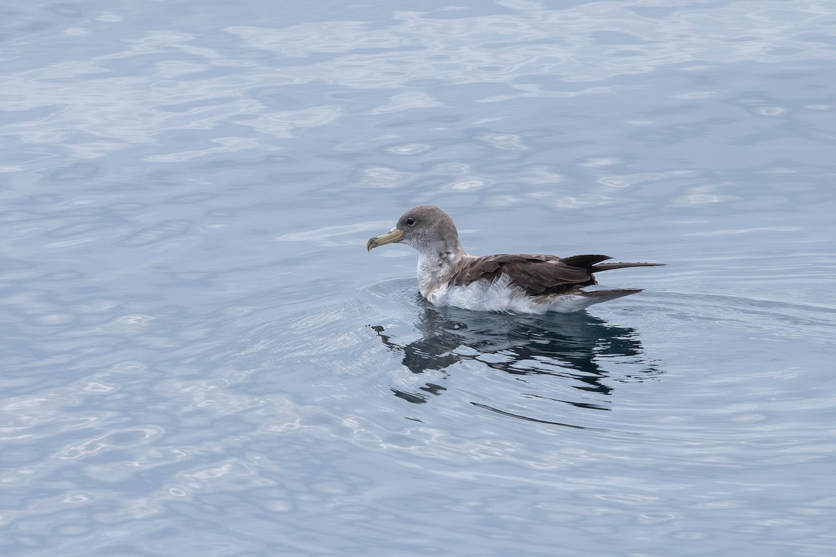 Cory's Shearwater (borealis) - ML621872971