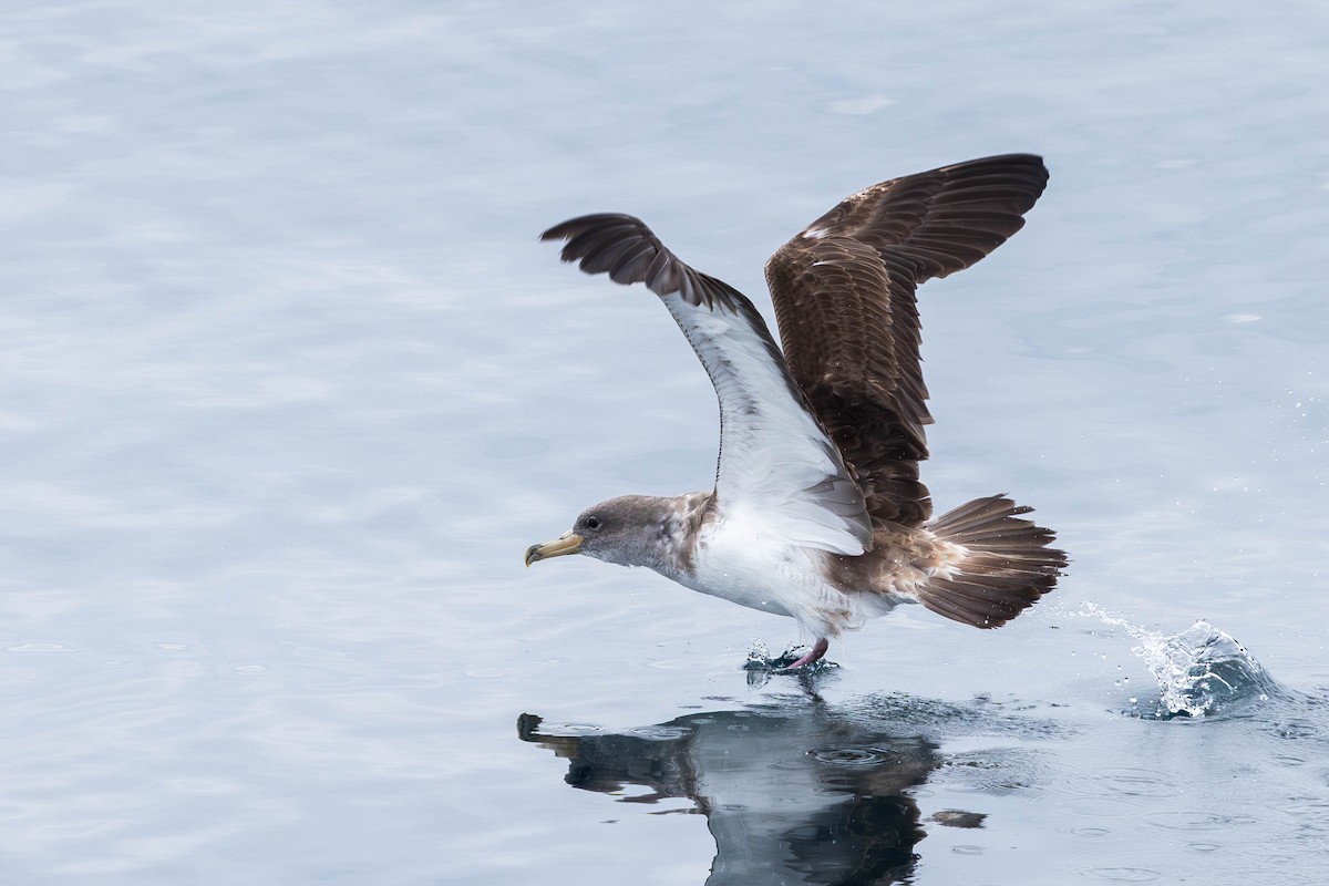 Cory's Shearwater (borealis) - ML621872972