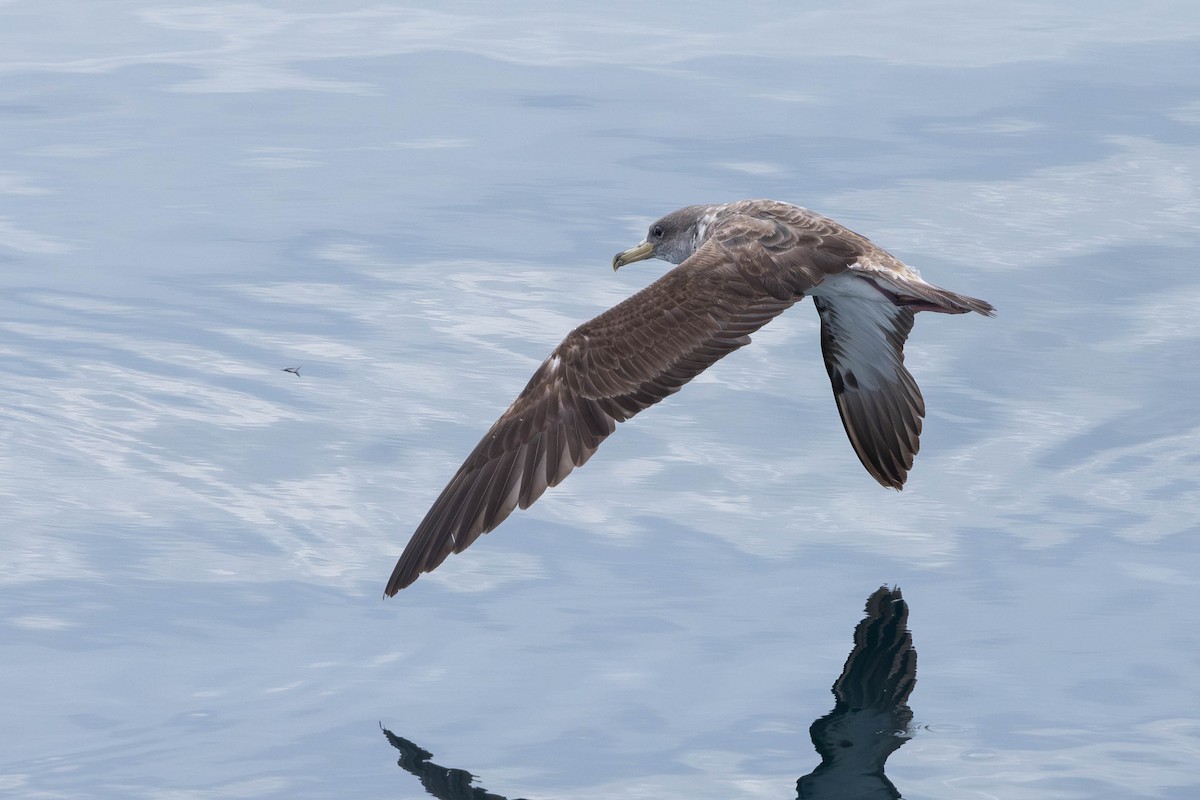 Cory's Shearwater (borealis) - ML621872974