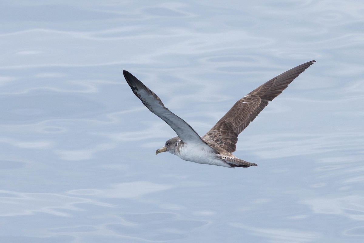 Cory's Shearwater (borealis) - ML621872975